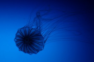 Japanese sea nettle 