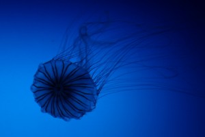 jellyfish_1 Japanese sea nettle