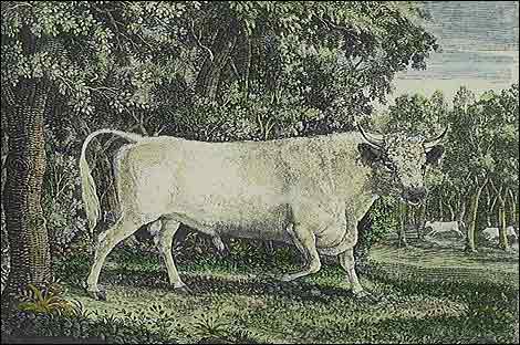 The Chillingham Bull. All engravings by Thomas Bewick