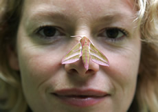 katehumble TV presenter Kate Humble has a ‘close encounter’ with an elephant hawk moth. Photo from http://www.nationalinsectweek.com/close_comp.php