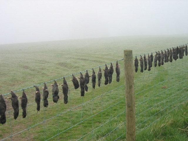 Dead moles on a barbed wire fence 3 km from Whitley Chapel, Northumberland, Great Britain. Copyright Les Hull 