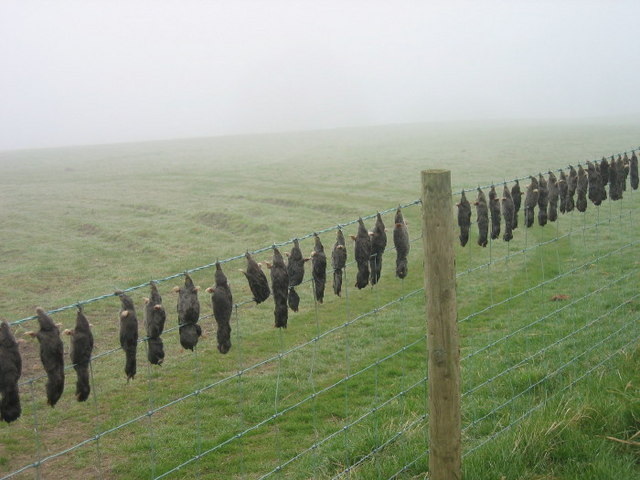 1264625_cc651c83 Dead moles on a barbed wire fence 3 km from Whitley Chapel, Northumberland, Great Britain. Copyright Les Hull