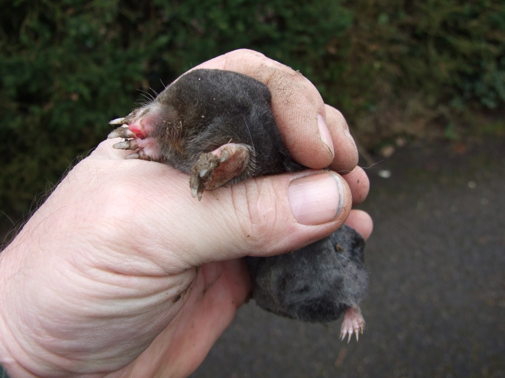 little animals with long tails