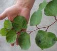 images Japanese Knotweed