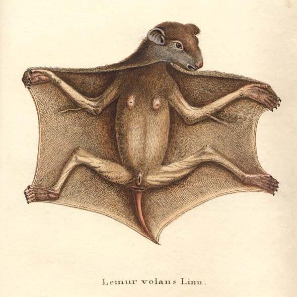 LemurvolansLinn
