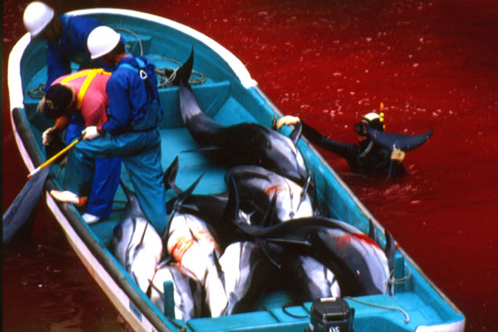 anmadv075 image from Encyclopedia Brittanica's Advocacy for Animals